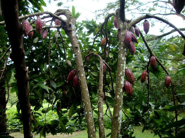 IAF Cacao Trinitario "fino"