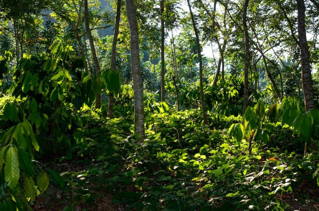 IAF Rosewood (Dabergia stevensonii)