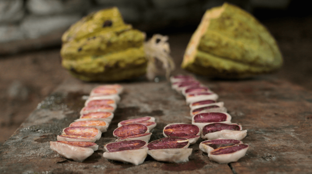 Heirloom cacao from the region