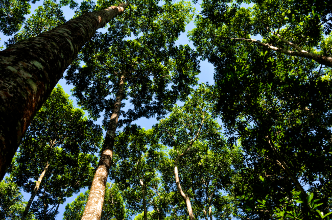 San Juan canopy, Vochysia guatemalensis