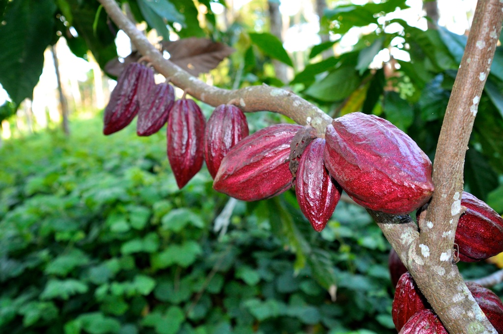 IAF heirloom cacao