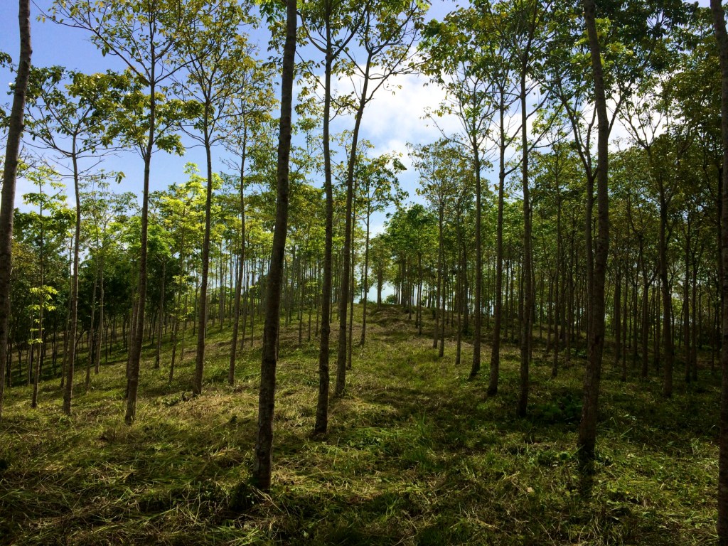 Mahogany (Swietenia macrophylla) stand; Notice long trunks & zero bifurcation.