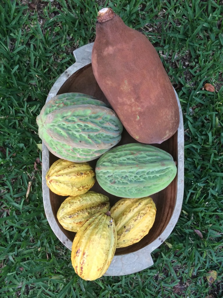 IAF actively manages three types of theobroma; Theobroma cacao, Theobroma bicolor and Theobroma grandiflorum